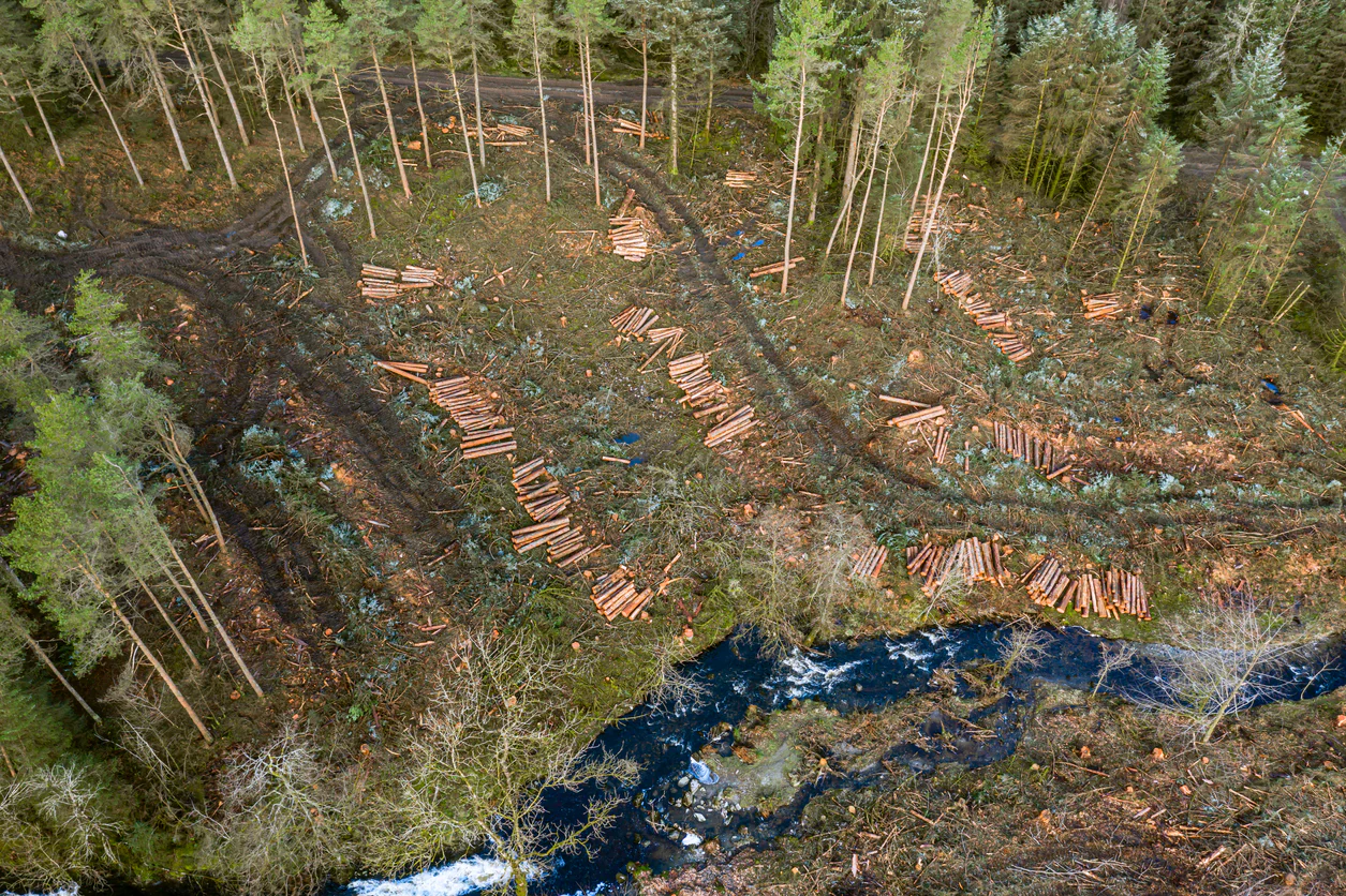 Image of deforestation affecting water pollution.